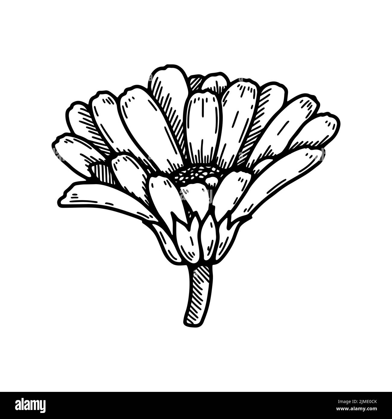 Hand drawn calendula flower. Realistic detailed botanical design element. Vector illustration in sketch stile Stock Vector