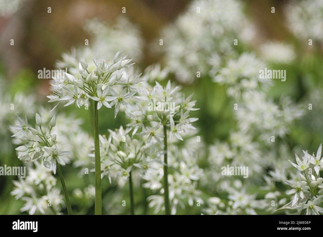 Allium ursinum (wild garlic, ramsons), Germany, Europe Stock Photo