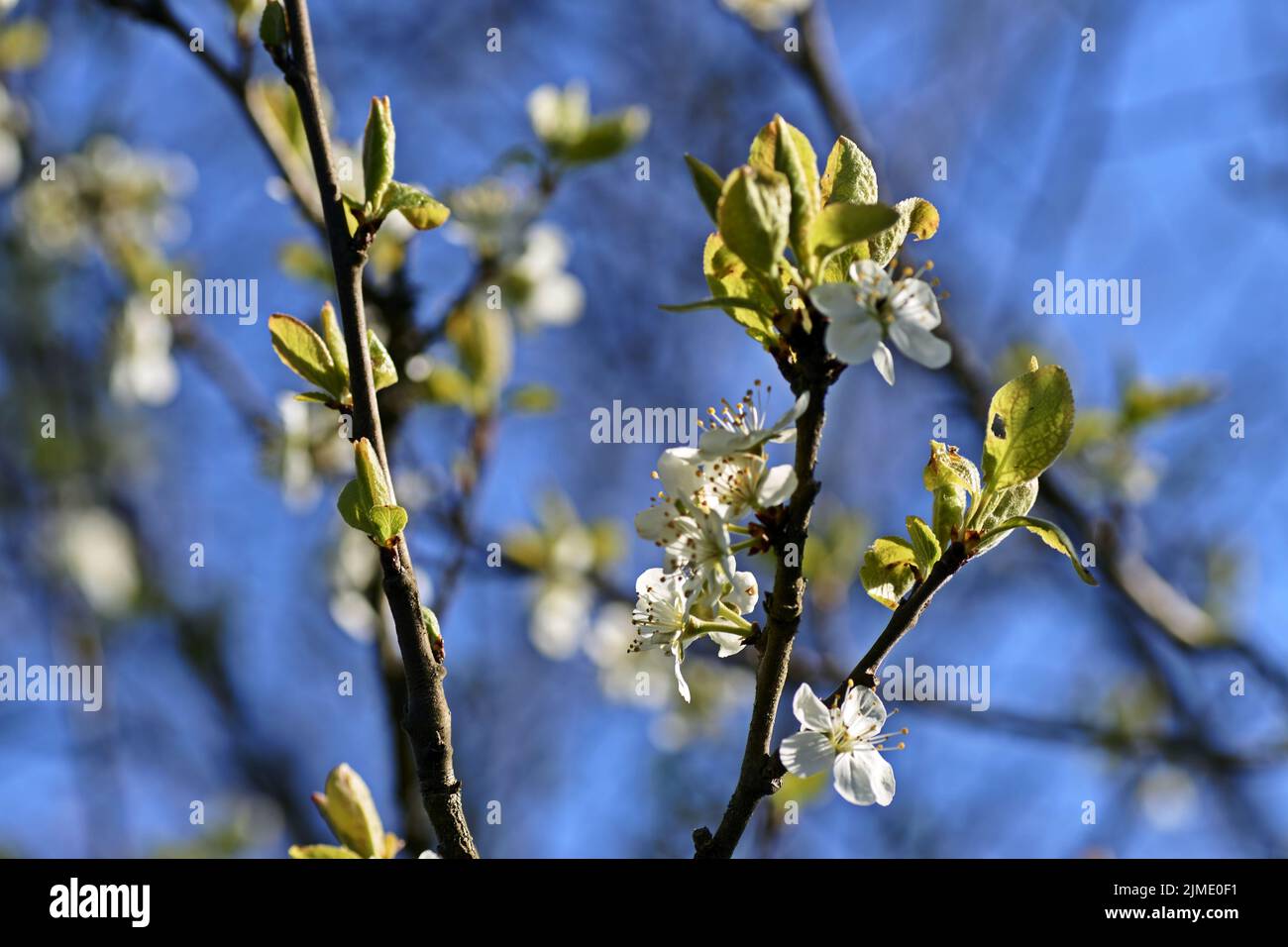 Fruit tree blossom in spring in germany Stock Photo