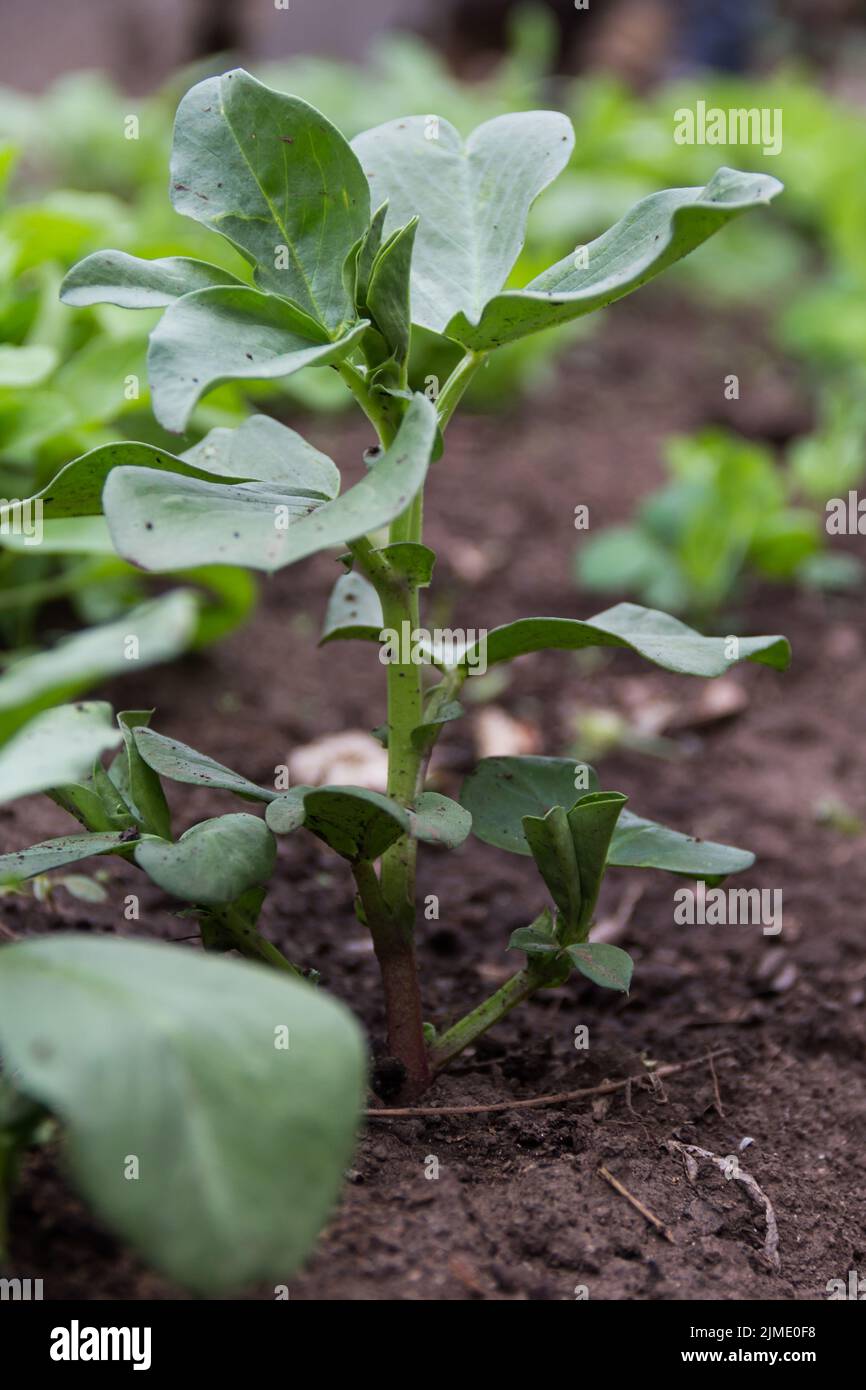 Sowing a small bean seedling in the autumn garden Stock Photo