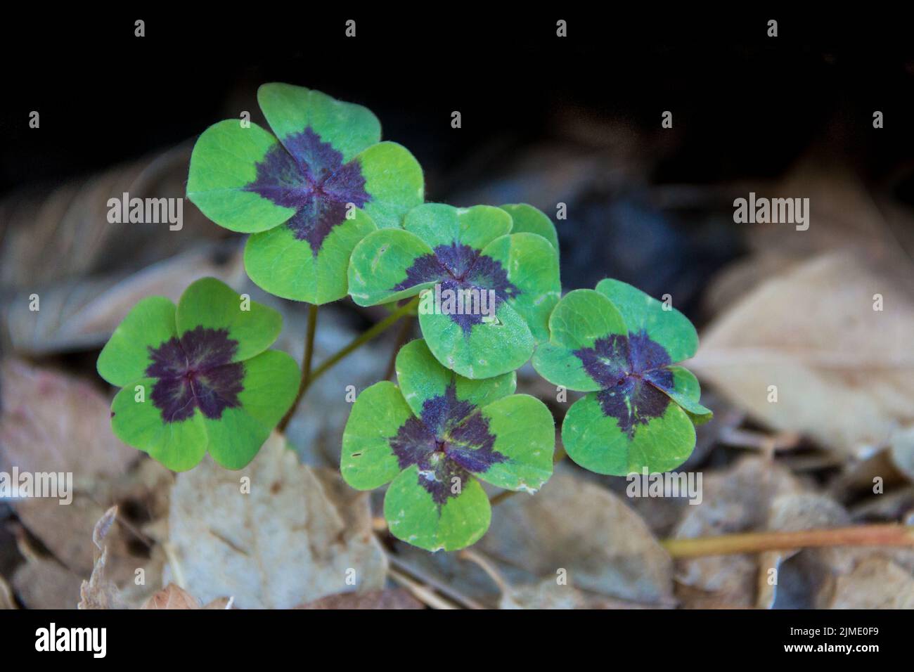 Plant of the four-leaf clover or lucky clover, in the autumn garden Stock Photo