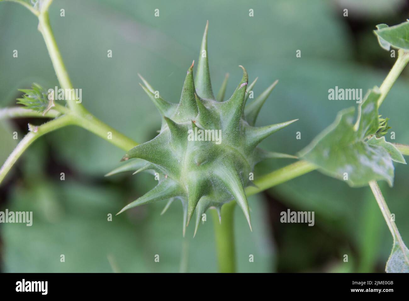 Fruits of Datura ferox that grow wild, known as toloache or chamico Stock Photo