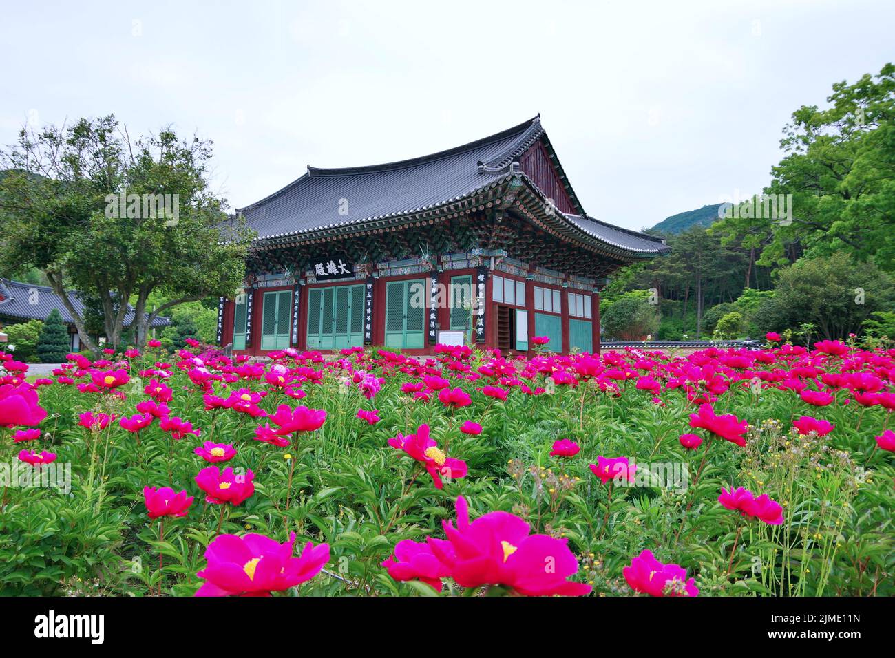 Peony flower and Korean traditional house Stock Photo Alamy