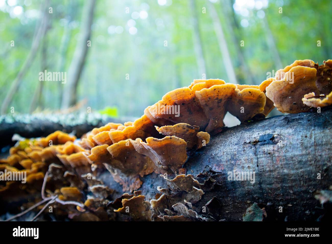 Variety of Inonotus mushroom Stock Photo