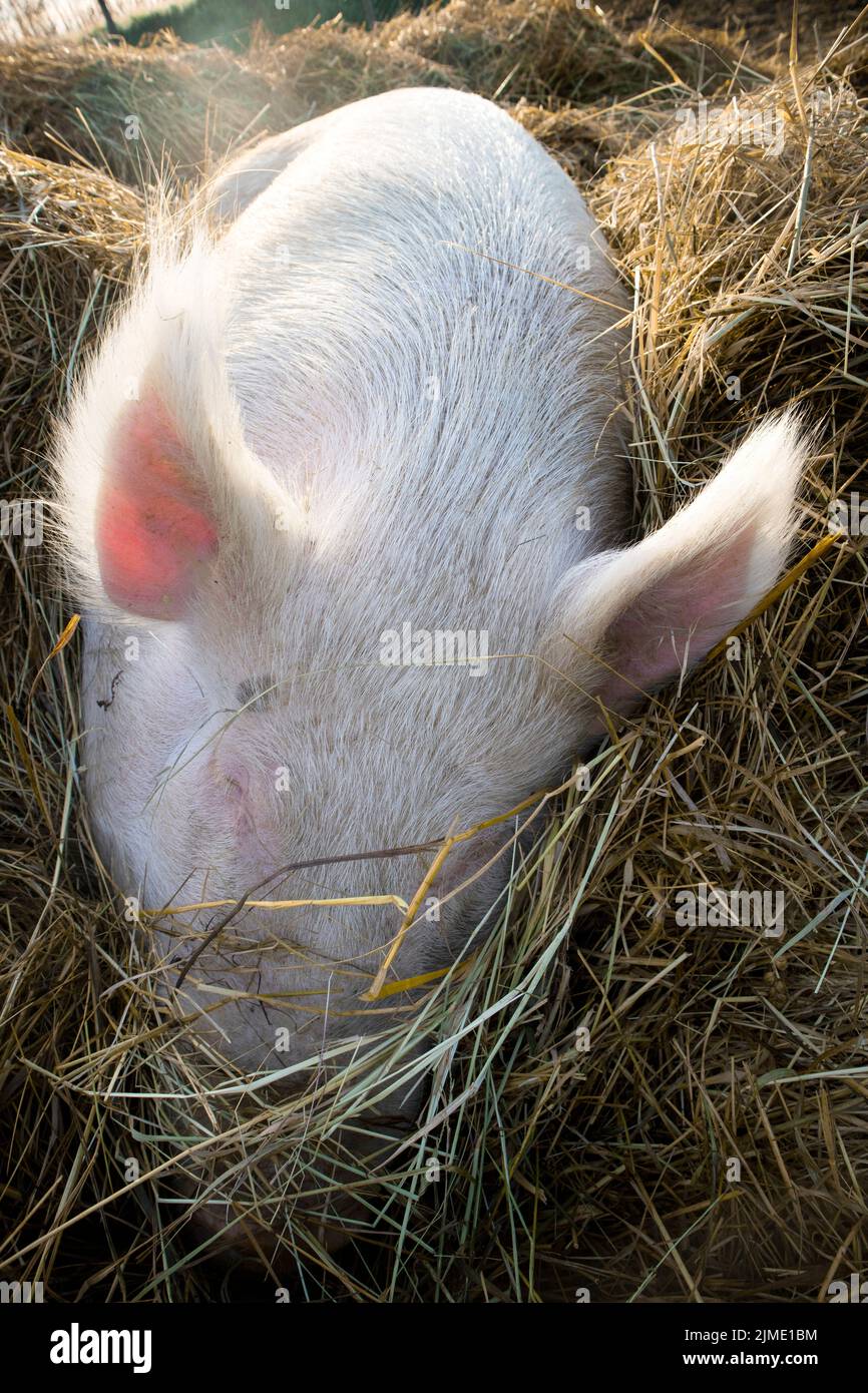 The rest of a pig in the straw bed Stock Photo