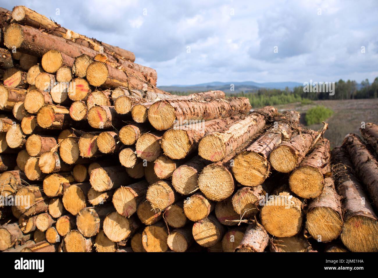 Felled tree trunks in the spring forest Stock Photo