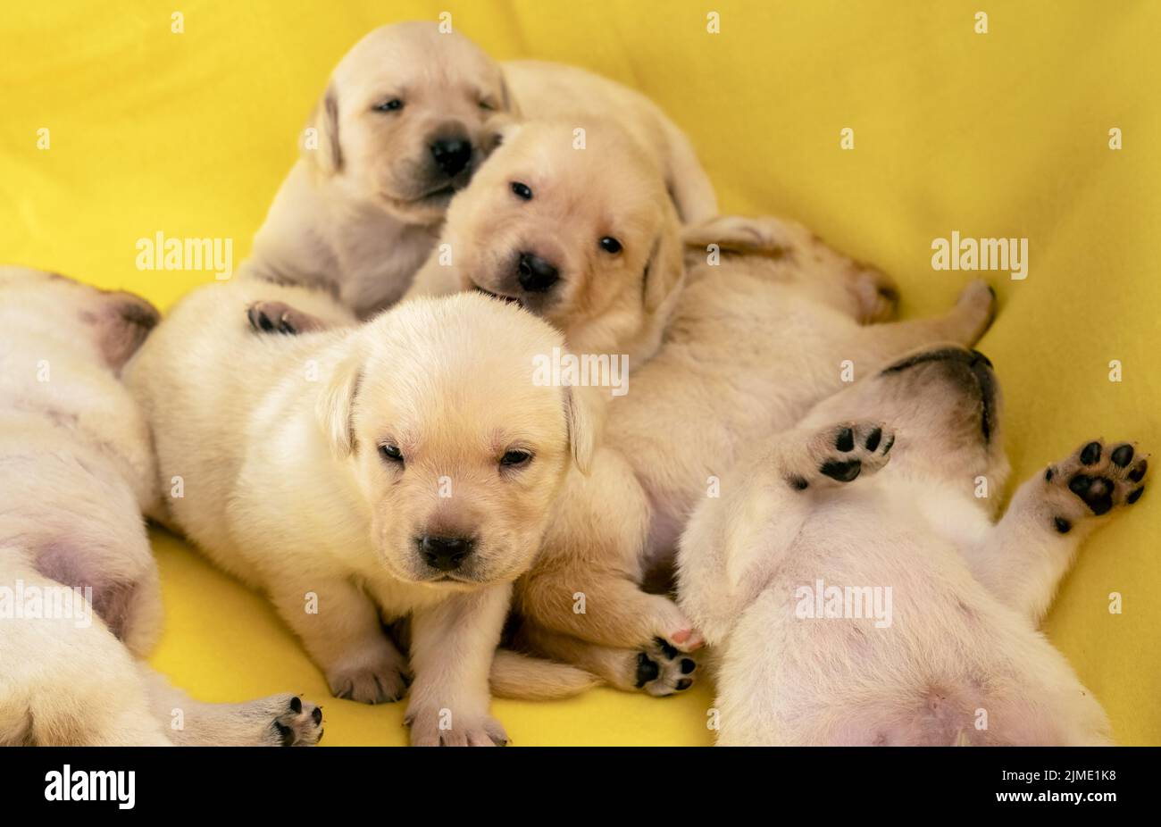 Young yellow labrador puppies Stock Photo