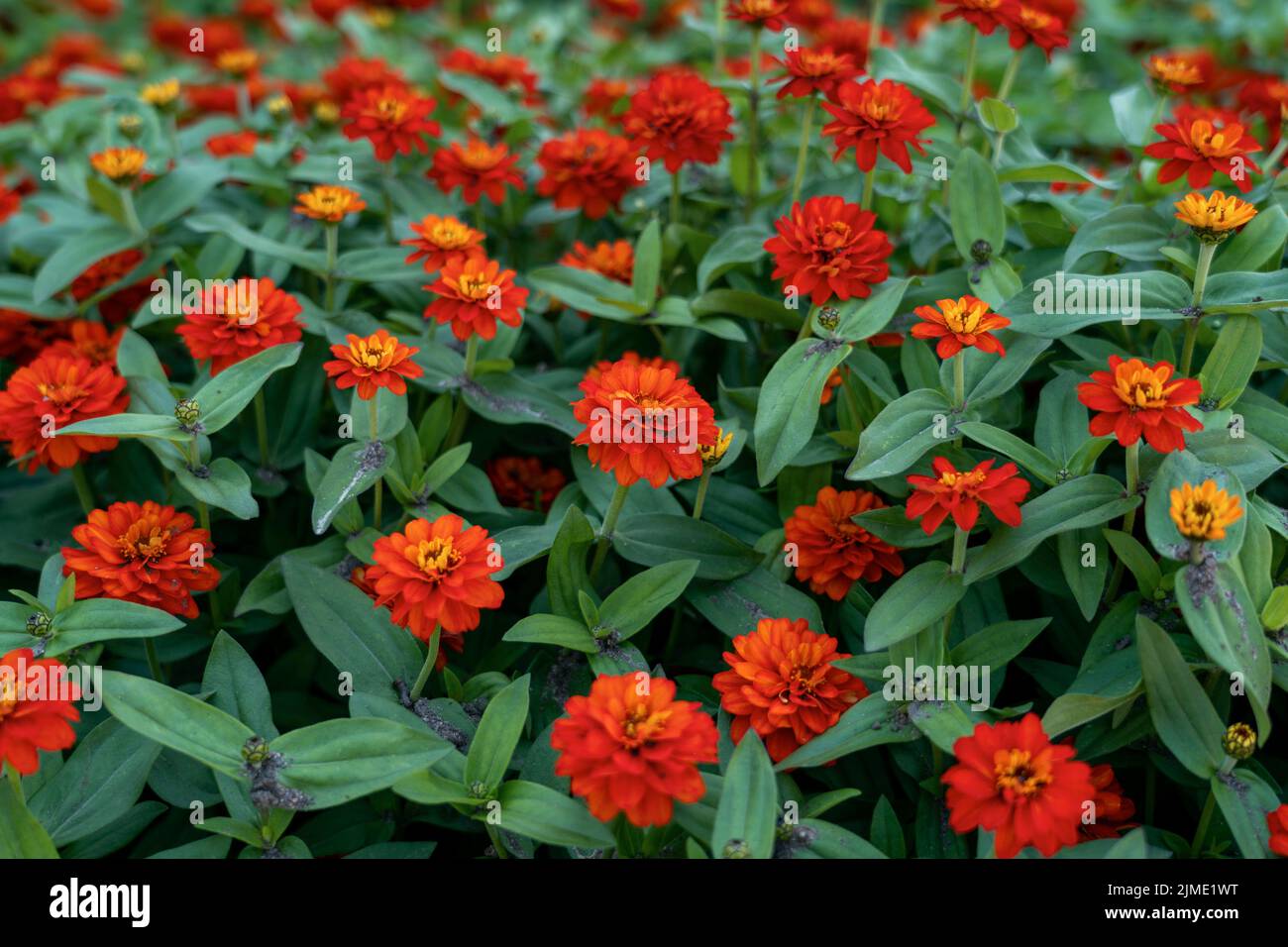 Red zinia anggun or better known by Zinnia angustifolia, Stock Photo