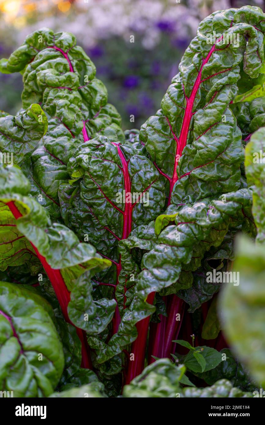 Beet leaves. Backlit red veins of a green Swiss chard leaf Stock Photo