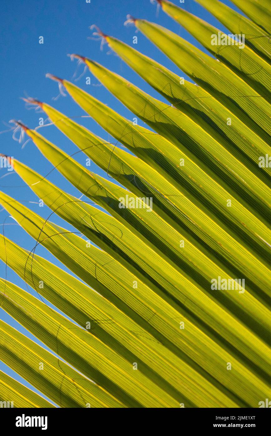 Decoding The Mystery Of Palm Leaf Nomenclature - 514p200