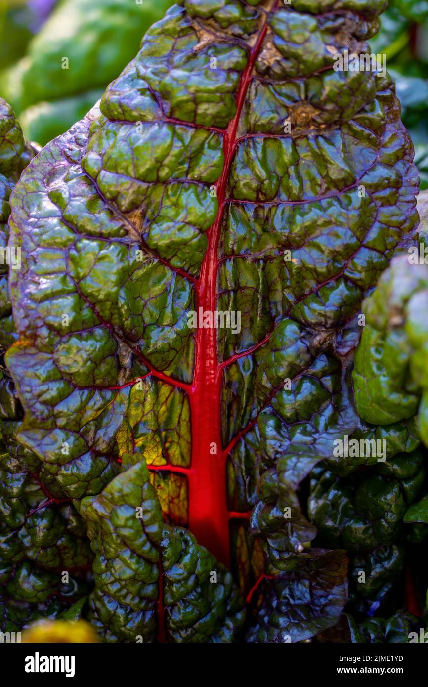 Beet leaves. Backlit red veins of a green Swiss chard leaf Stock Photo