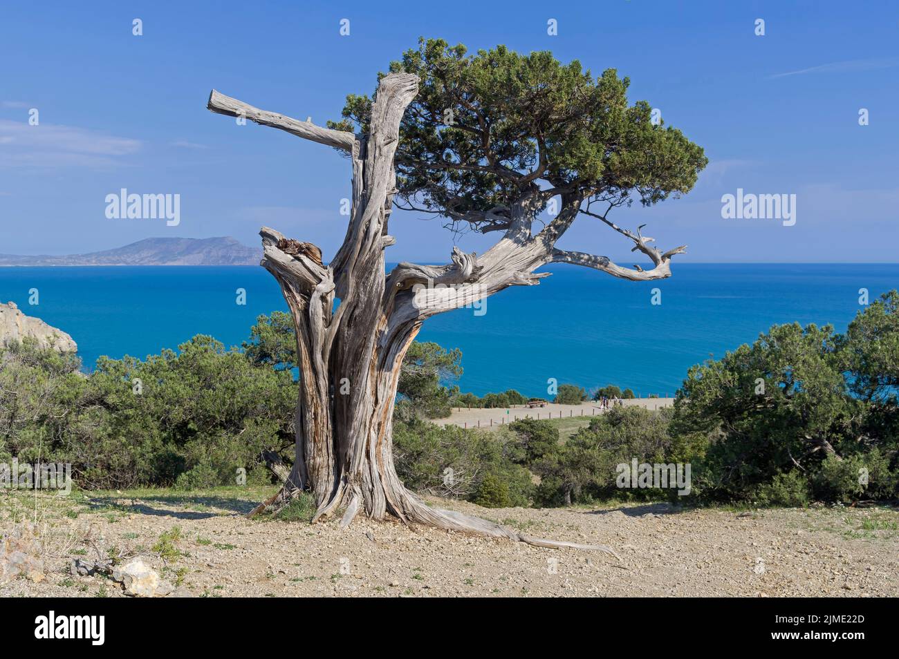Old half-withered relict tree juniper Stock Photo