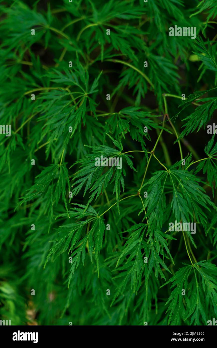 closeup of Dark green Botanical ferns leaves nature background. Stock Photo