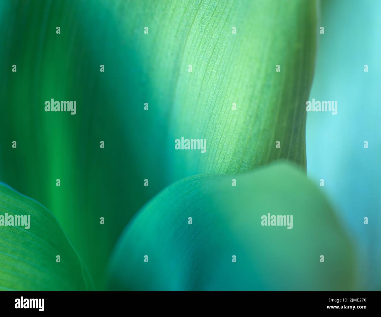 Lily of the valley, nature background. Close up Stock Photo - Alamy
