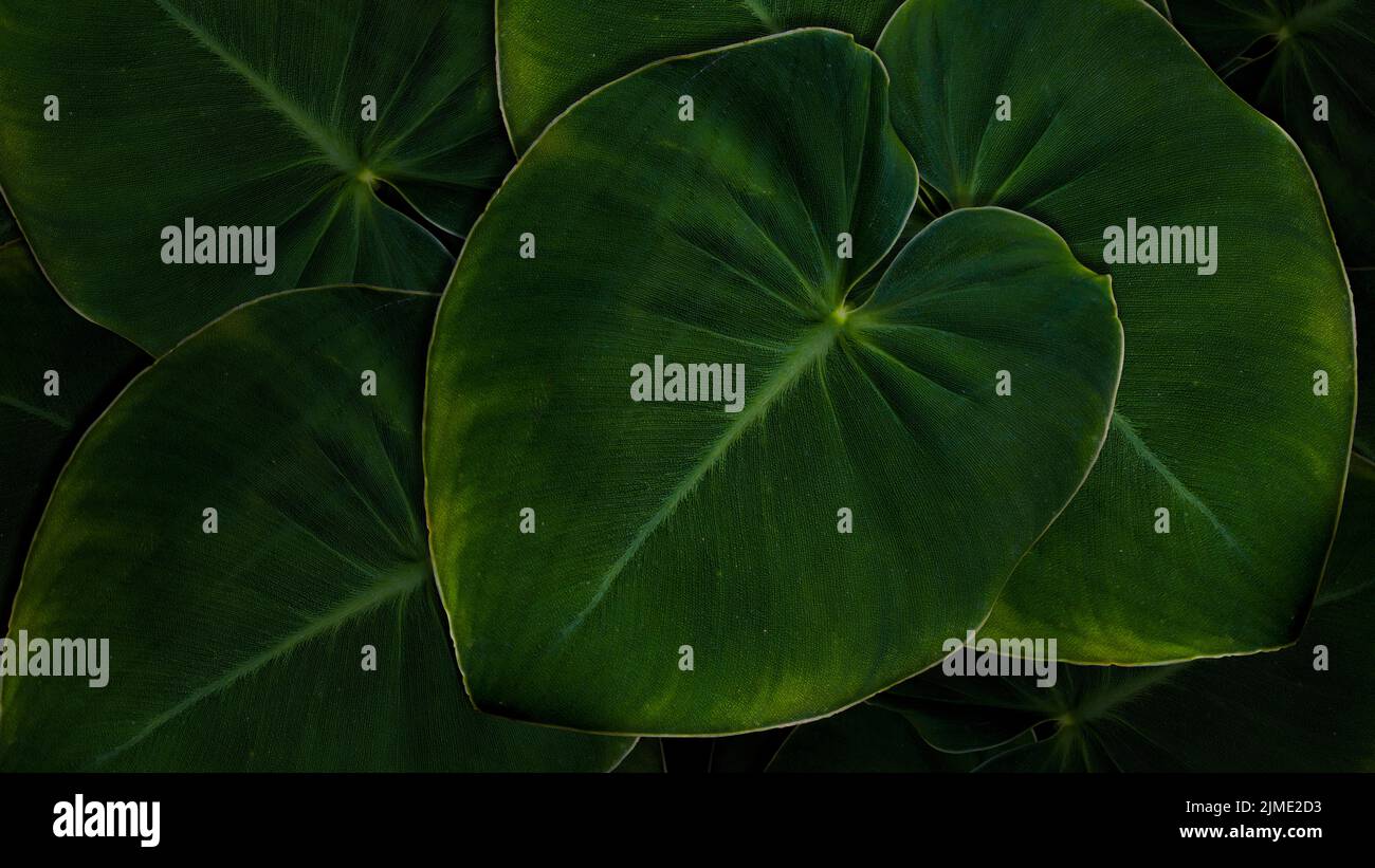 Taro Giant Taro,Alocasia Indica Green leaf bushes, biennial plants, . In tropical garden. Stock Photo