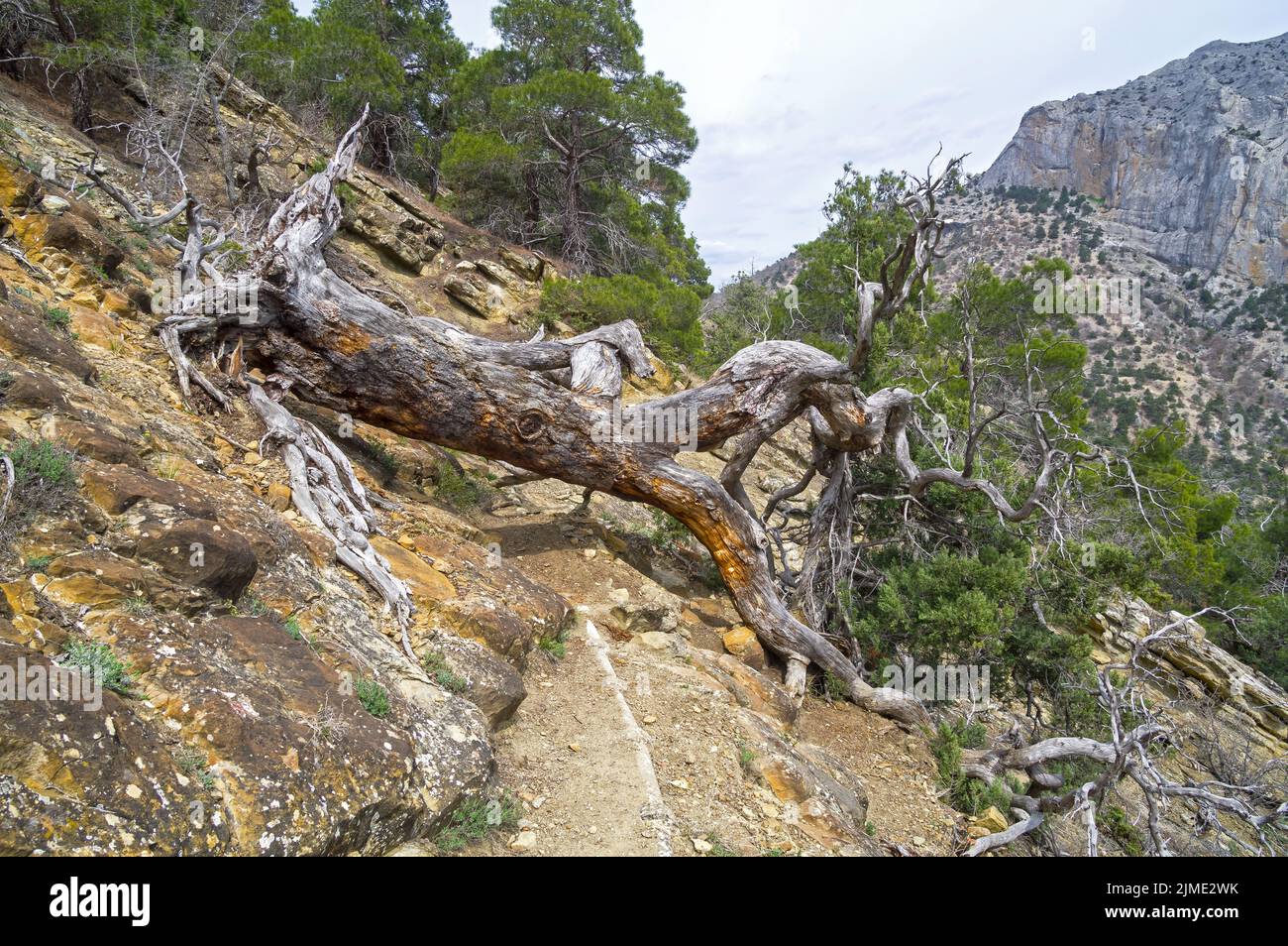 A dried relict pine tree fell on a path in the mountains. Stock Photo