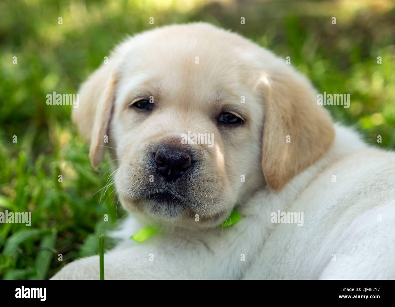 Labrador puppy in green grass Stock Photo