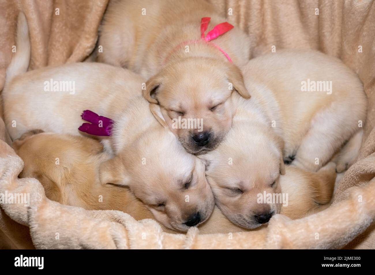 Labrador puppies sleeping Stock Photo