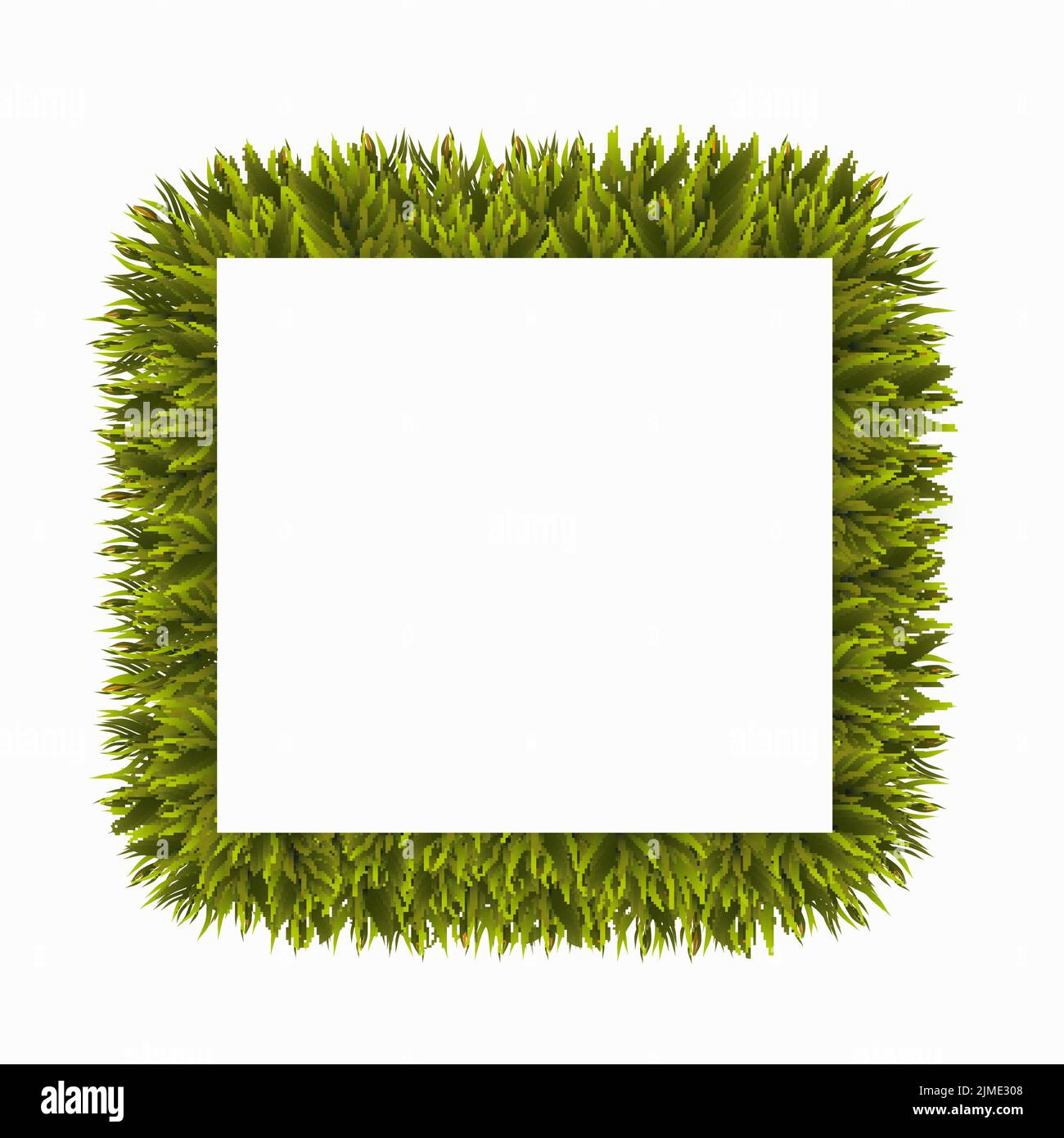 Christmas tree branches border, isolated on white background. Frame ...