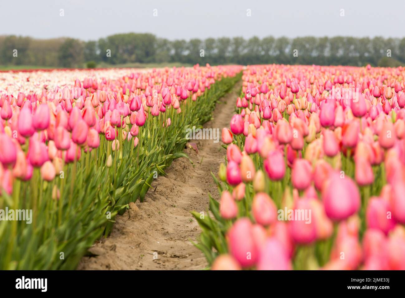 Field of tulips Stock Photo - Alamy