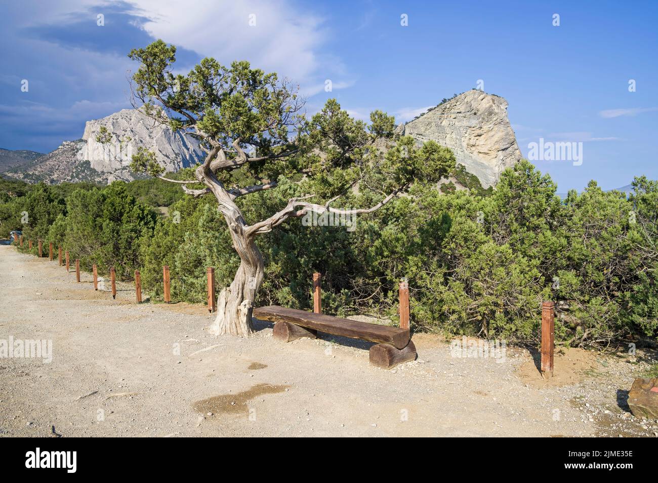 Old relict tree juniper. Stock Photo