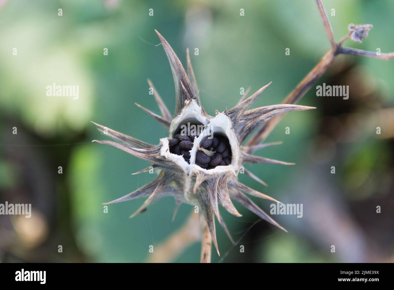 Fruits of Datura ferox that grow wild, known as toloache or chamico Stock Photo