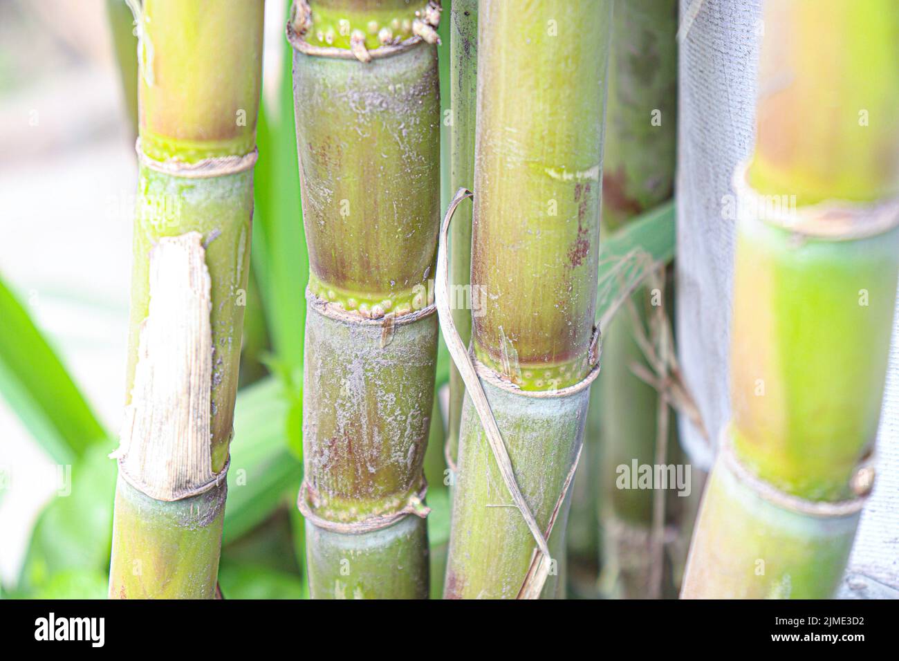 tasty and healthy sugarcane farm on field for harvest and eat Stock