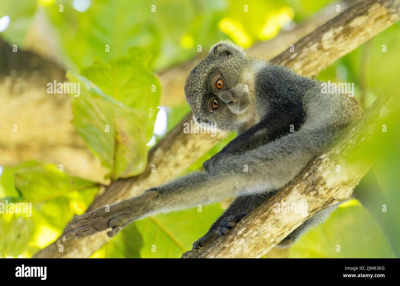 White-throated Monkey (cercopithecus albogularis) in a tree, Kenya, Africa Stock Photo