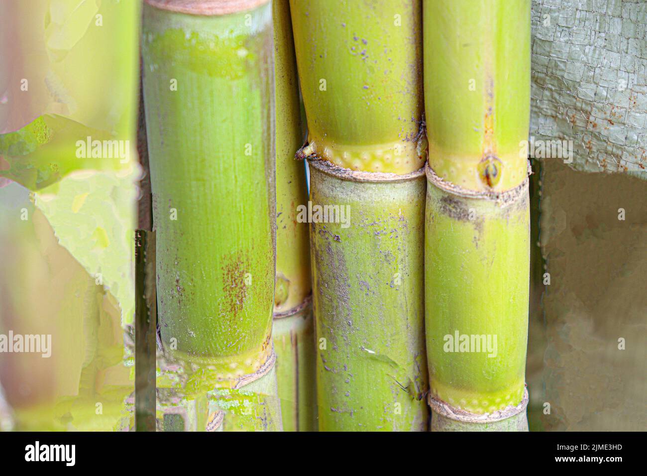 tasty and healthy sugarcane farm on field for harvest and eat Stock