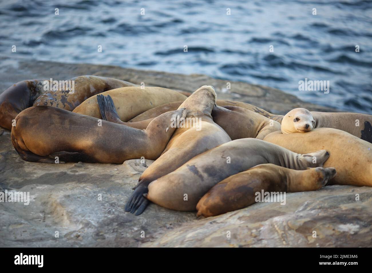 The Sea lions on the coast Stock Photo