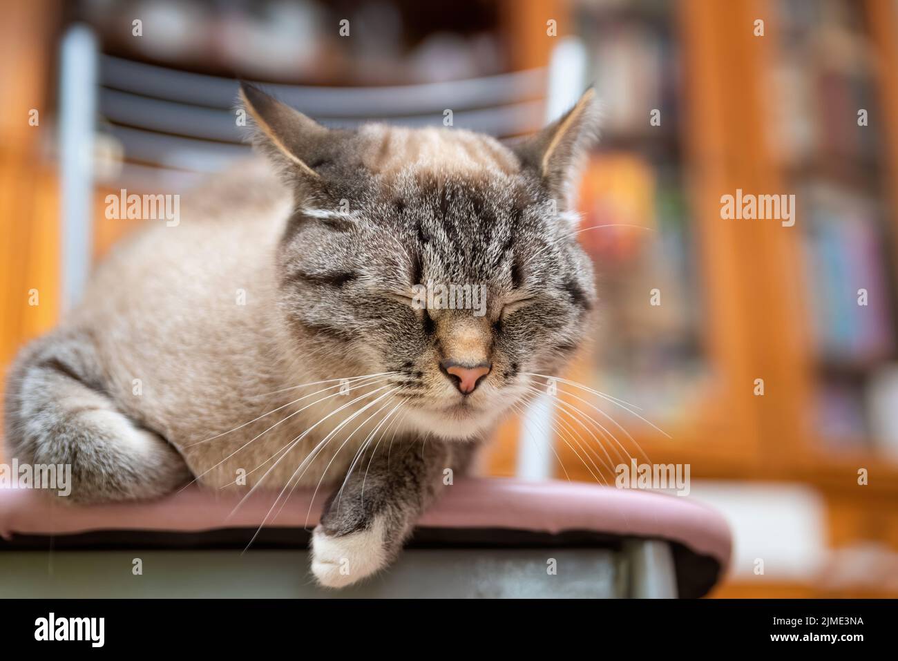 Resting young cat sleeping on a chair Stock Photo - Alamy