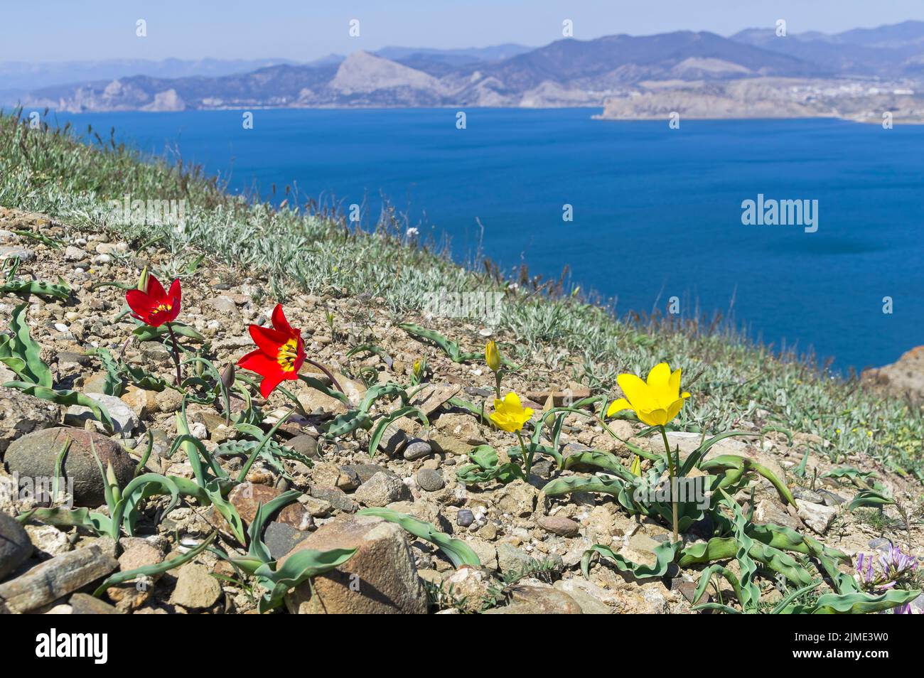 Schrenck's tulip on a rocky clay mountain slope. Crimea. Stock Photo