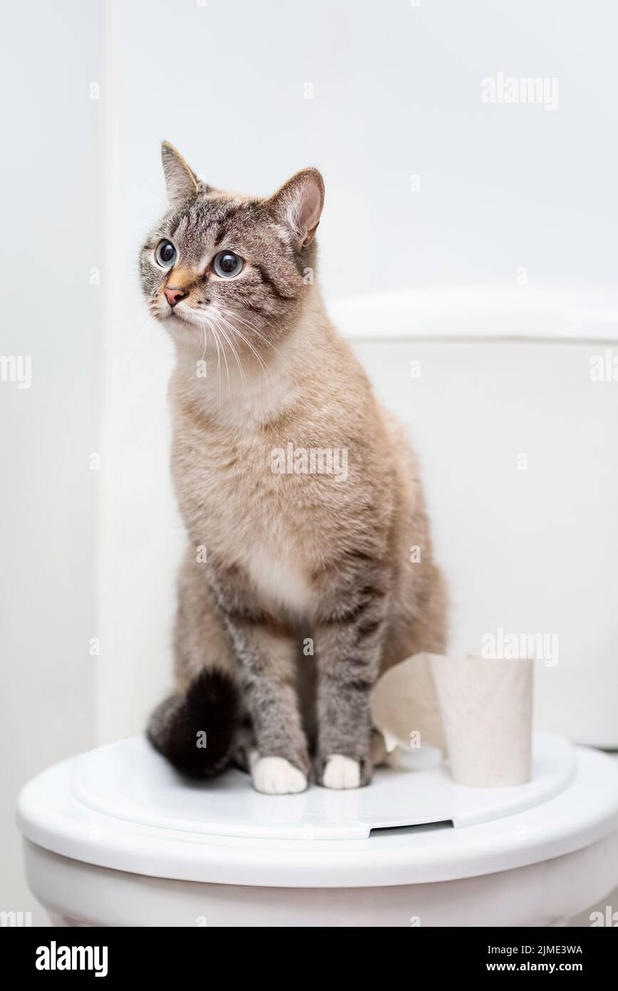 Cat sitting toilet bowl hires stock photography and images Alamy
