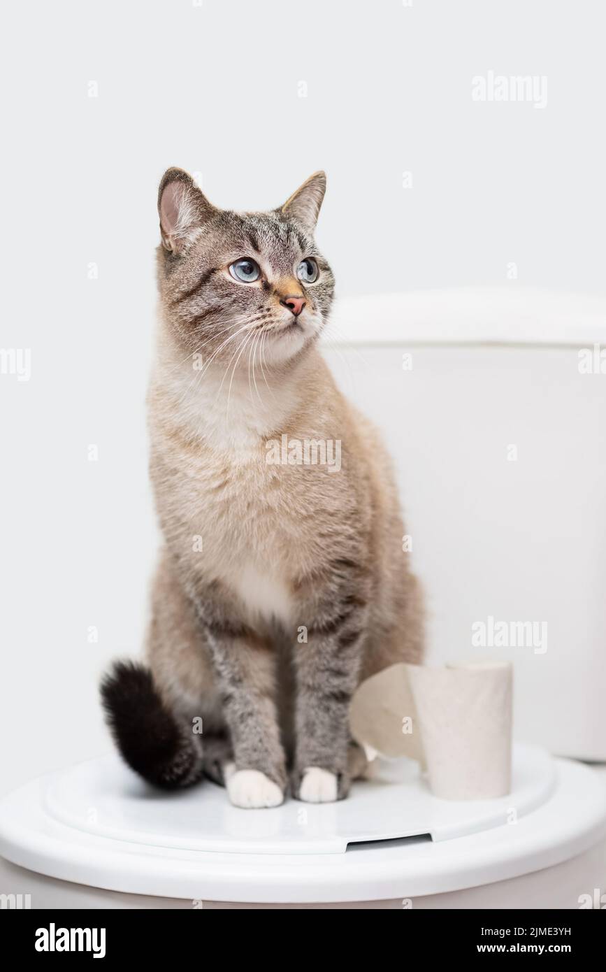 Clean cat sitting on the toilet lid next to toilet paper Stock Photo