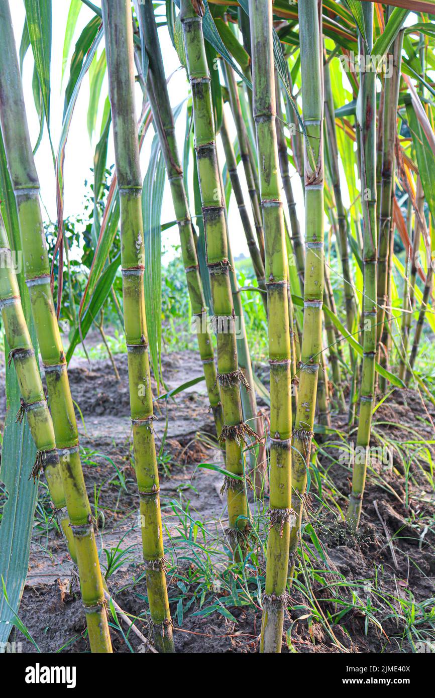 tasty and healthy sugarcane farm on field for harvest and eat Stock