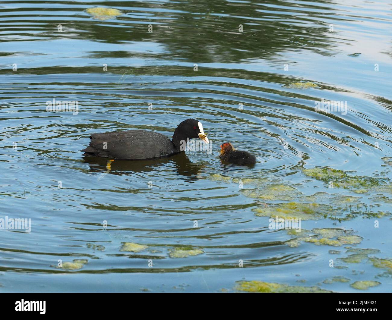 Coot with chick Stock Photo