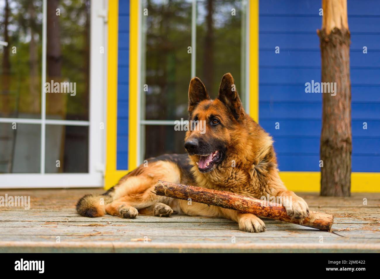 Large shepherd dog holding a stick laying near the door of the house Stock Photo