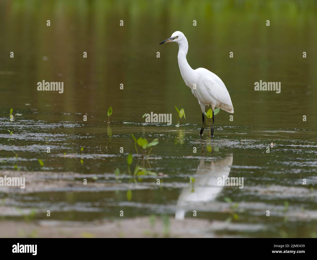 Little egret, Egretta garzetta, single bird in water, Warwickshire, July 2022 Stock Photo