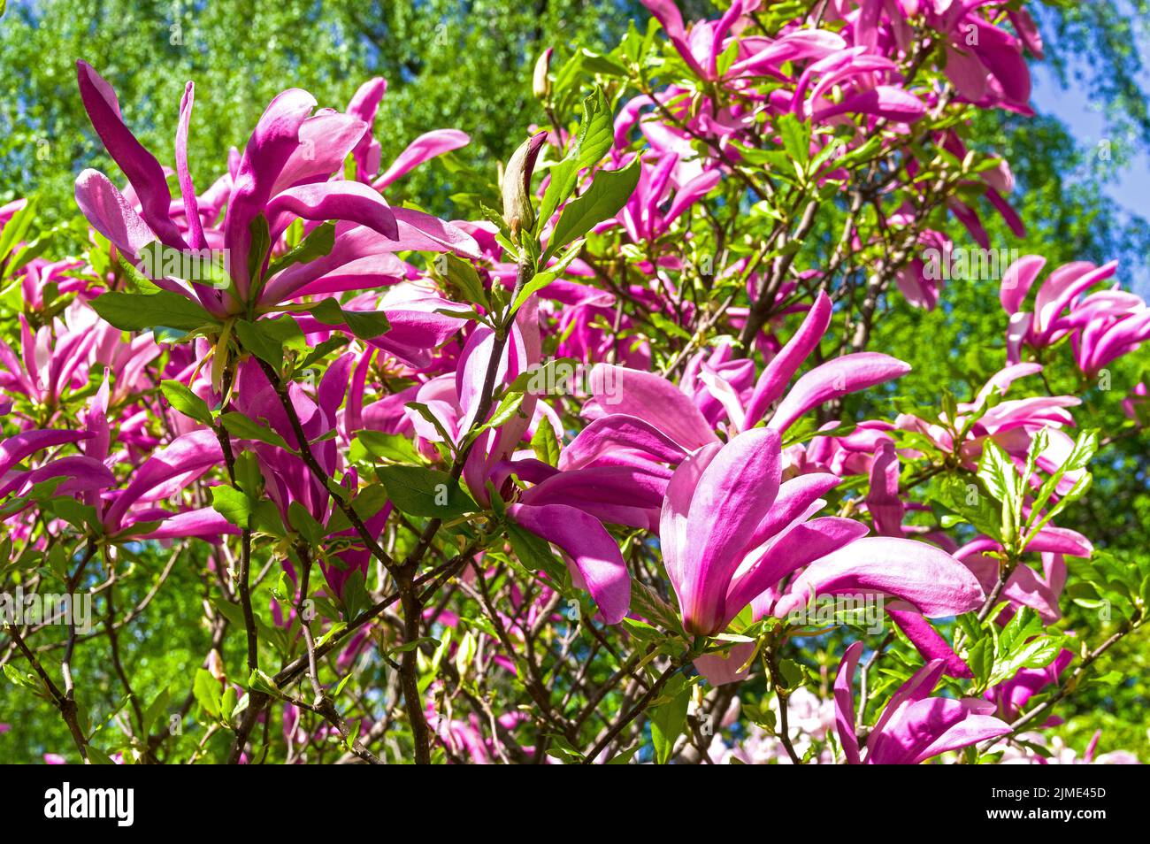 Blooming magnolia stellata Stock Photo Alamy