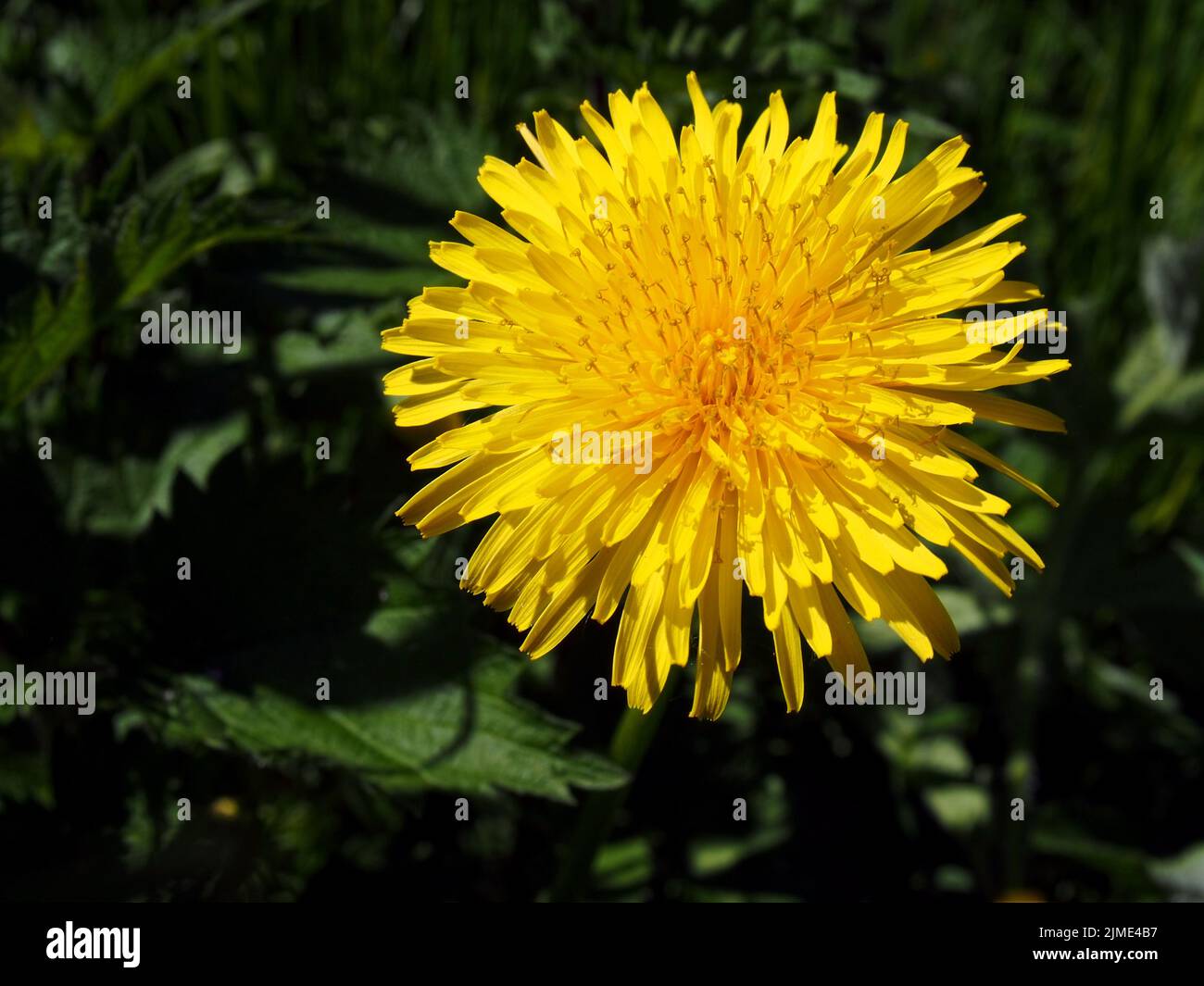 Close up of a bright yellow sunlit dandelion flower against a background or dark green leaves Stock Photo