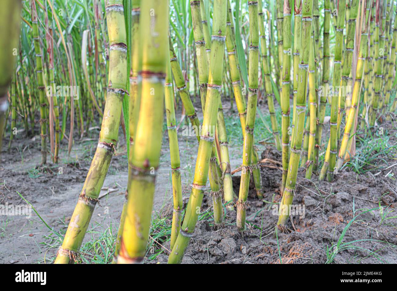 tasty and healthy sugarcane farm on field for harvest and eat Stock