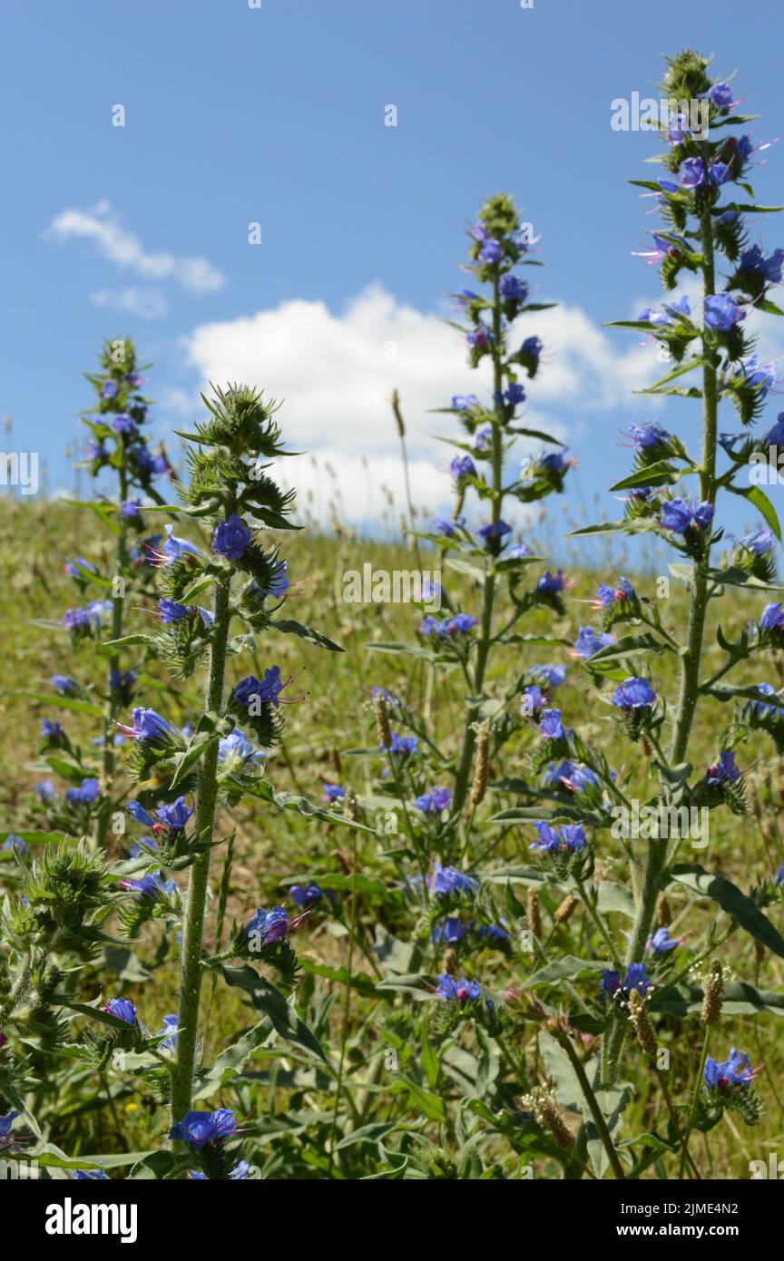 Azurea Salvia Plant Stock Photo