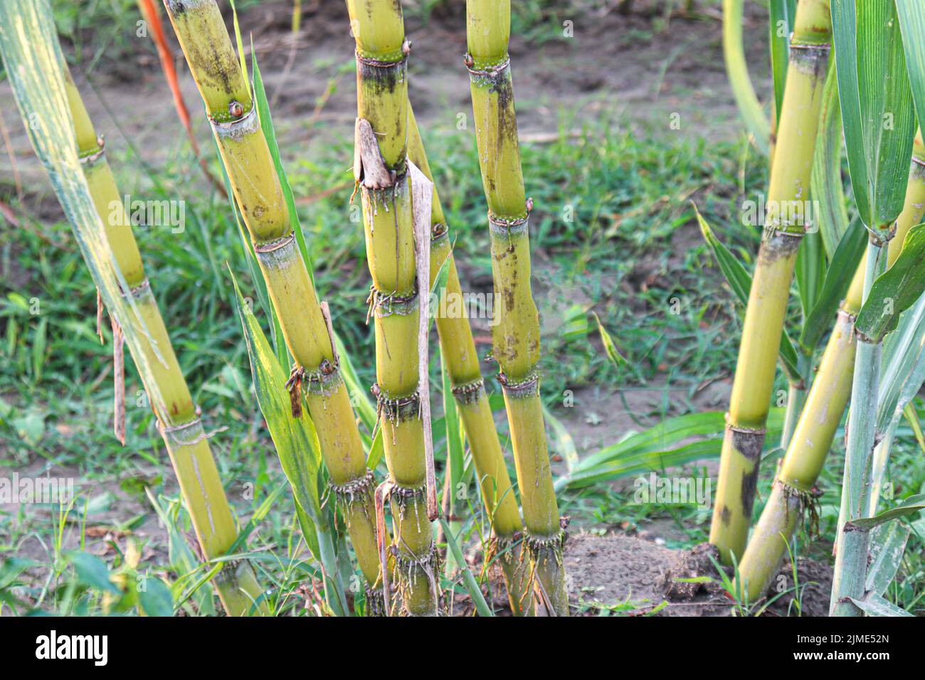 tasty and healthy sugarcane farm on field for harvest and eat Stock