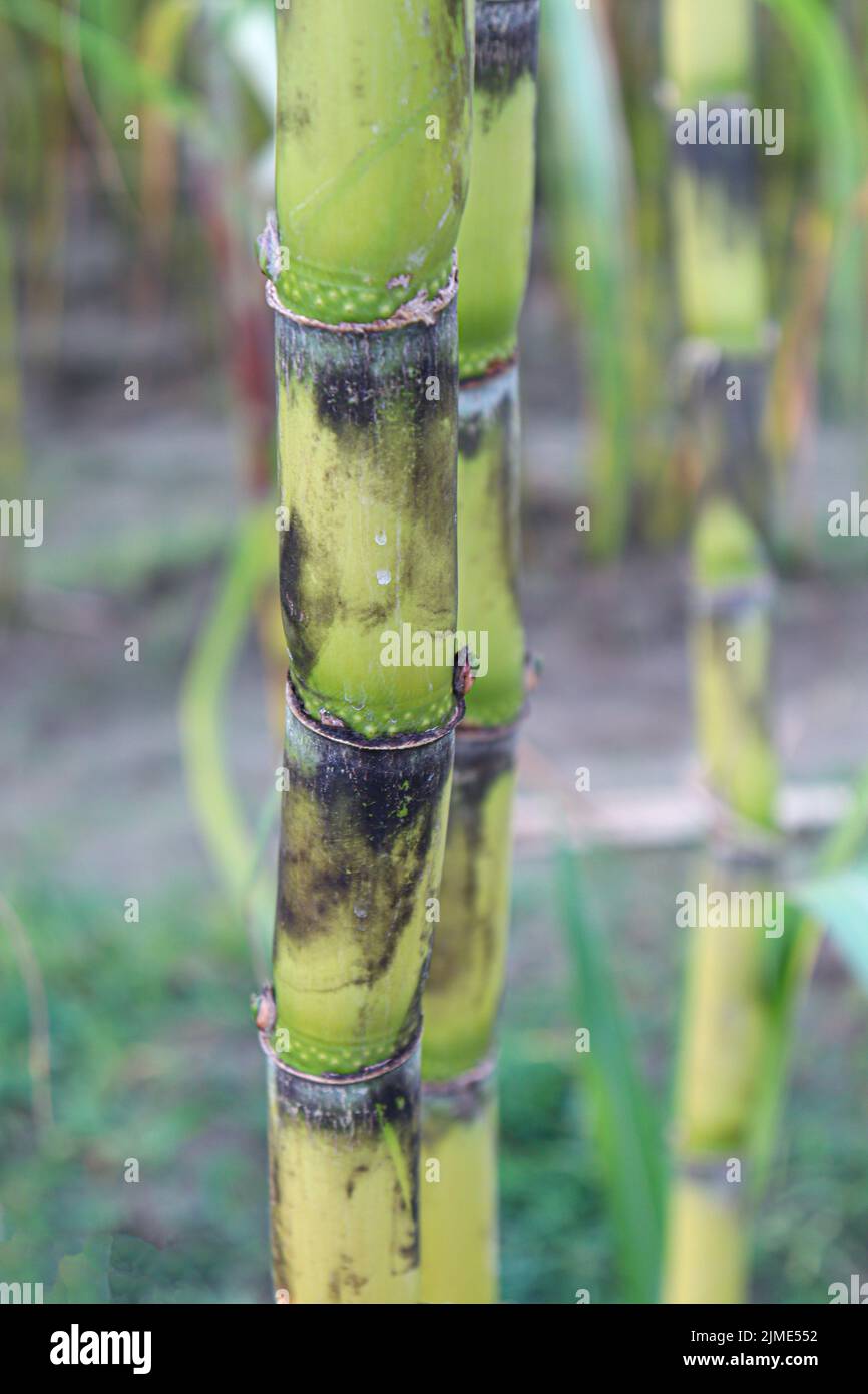 tasty and healthy sugarcane farm on field for harvest and eat Stock