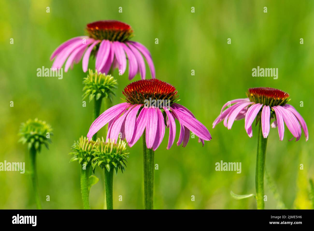 A group of purple coneflowers in various stages of bloom Stock Photo