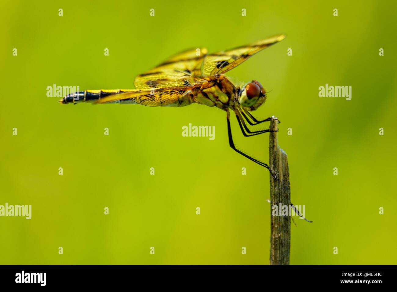A female calico pennant perches on an old plant stalk. Stock Photo