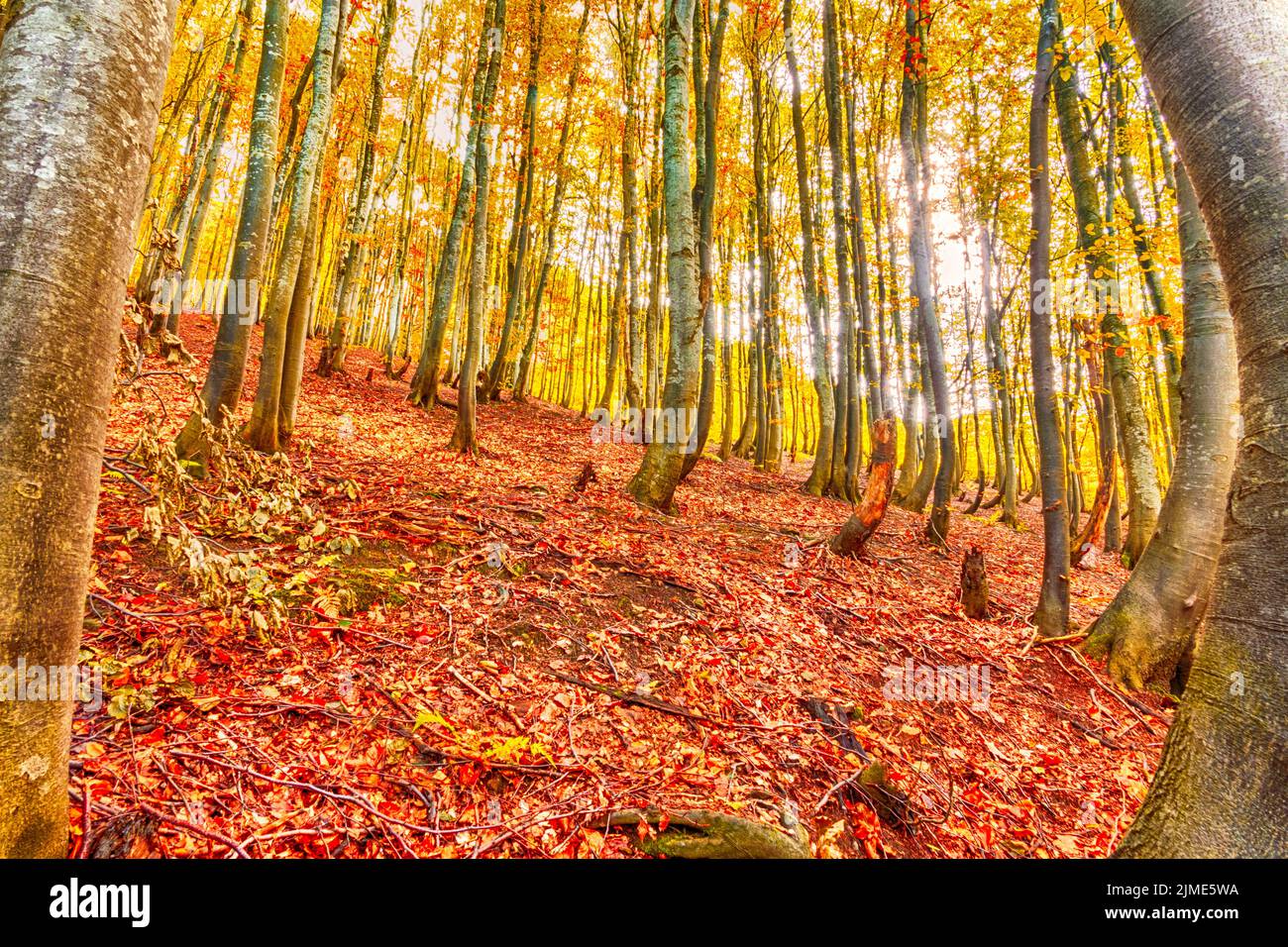 Autumn Deciduous Forest Stock Photo Alamy