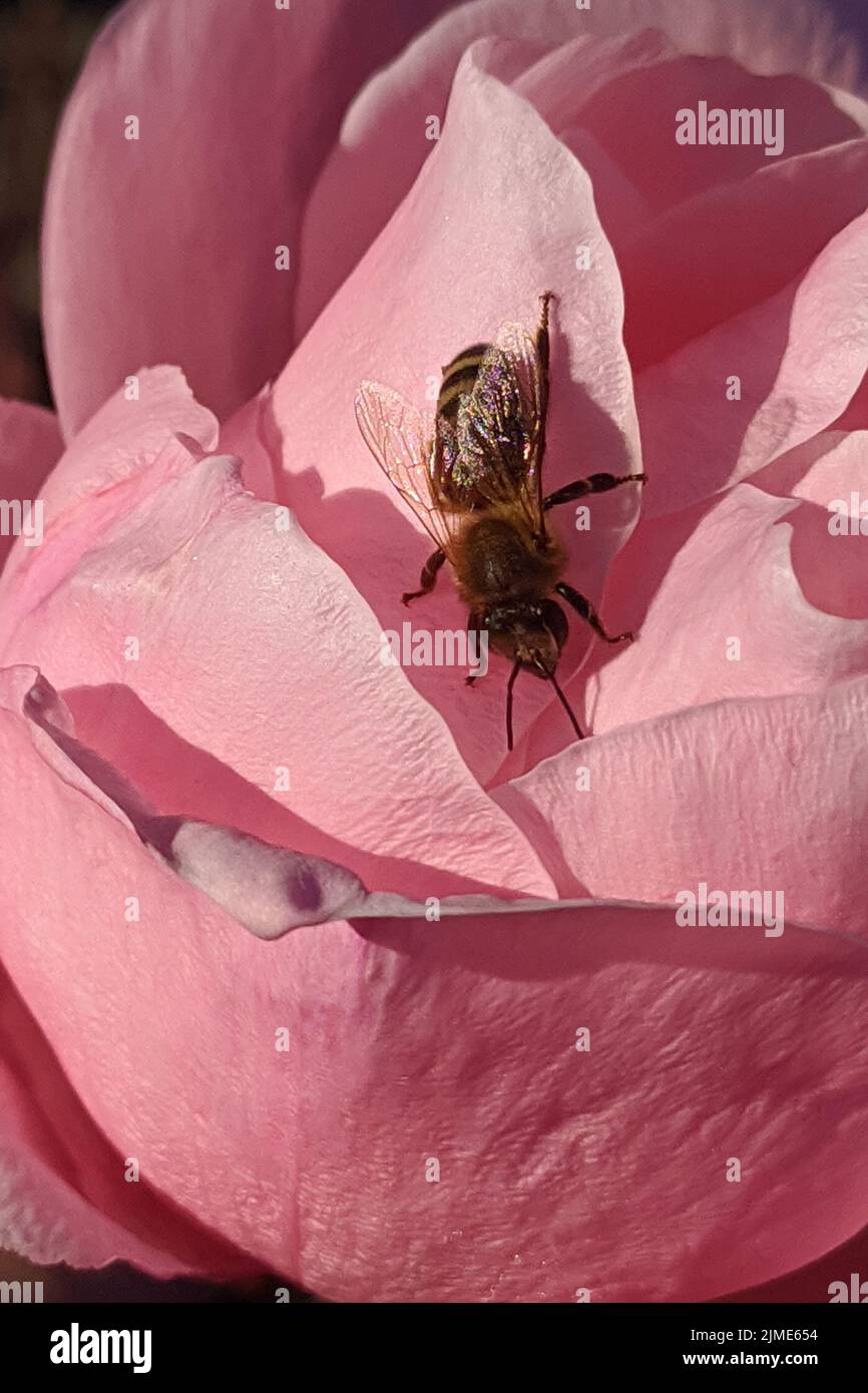 Beautiful shot of a honey bee hi-res stock photography and images - Alamy