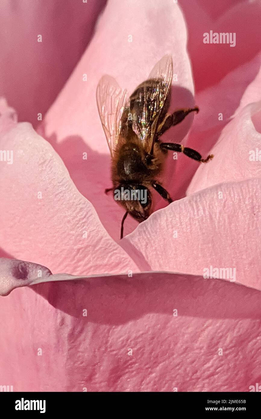 macro shot of a honey bee on a pink rose Stock Photo