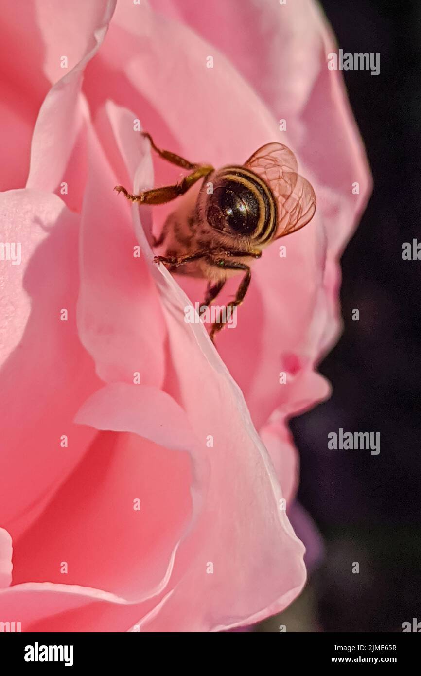 macro shot of a honey bee on a pink rose Stock Photo